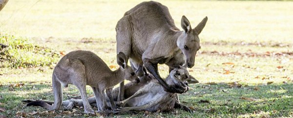 The kangaroo in that viral 'grieving' photo is actually just sexually aroused