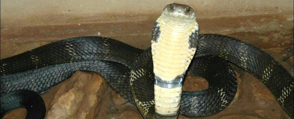 A Discovery Channel host’s 2.4-metre king cobra is on the loose in Florida