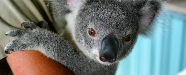 Researchers just accidentally discovered how to treat chlamydia infected koalas