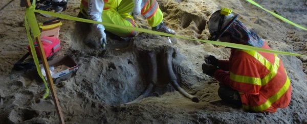 Researchers have found ancient mastodon fossils under LA's new subway