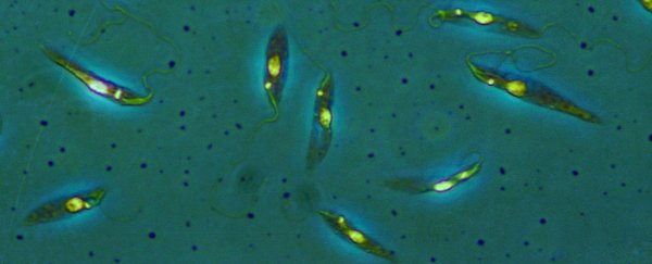 A new 'flesh-eating parasite' relative has been discovered in Australia