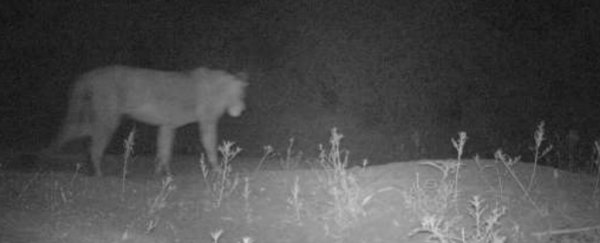 A hidden population of up to 200 lions has been found in Ethiopia