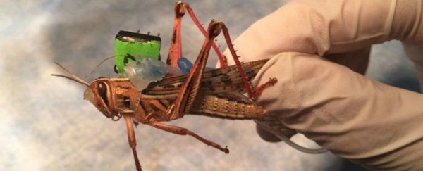A scientist is turning locusts into cyborg bomb detectors