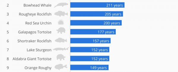 Amazing chart shows the planet's longest-living animals