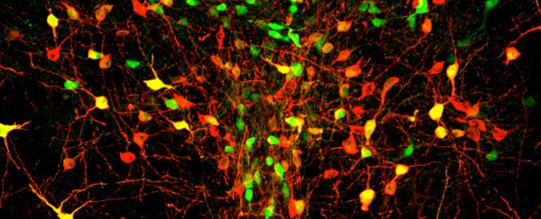 Scientists identify the brain cells that represent feelings of isolation