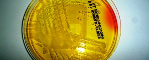 Scientists just found a compound that kills 98% of a drug-resistant bacteria