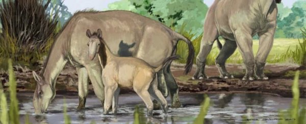 This bizarre ancient creature mystified Darwin - Now we finally know what it was