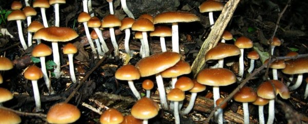 Magic mushrooms appear to ease long-term depression, studies find