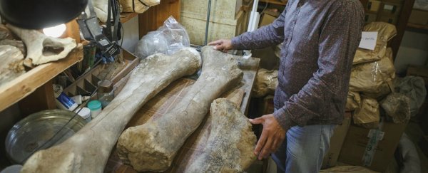 Scientists just found what could be the biggest concentration of mammoth bones ever
