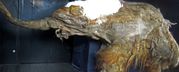 Study proves the Explorers Club didn't really eat mammoth at 1950s New York dinner
