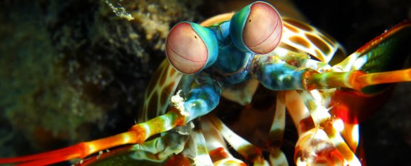 Mantis shrimp can see cancer before symptoms appear