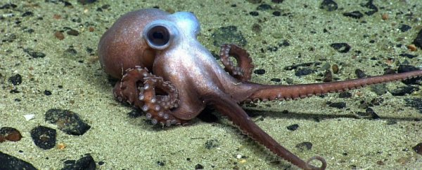 'Underwater Yellowstone' was just named a national marine monument in the US