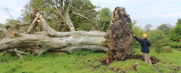 A medieval skeleton has been found hanging from the roots of a tree in Ireland