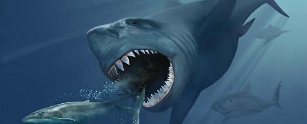 Researchers Might Have Figured Out Why The World S Largest Shark Went Extinct