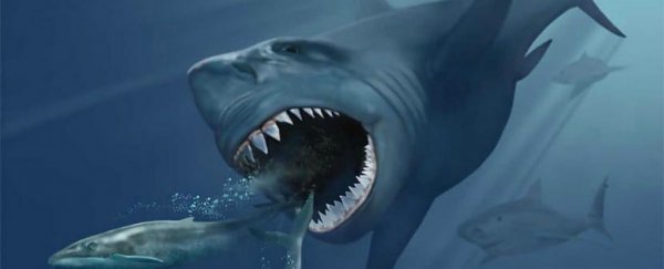 Researchers might have figured out why the world's largest shark went extinct