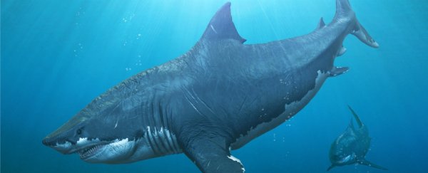 Scientists discover a mysterious prehistoric shark that was related to megalodon