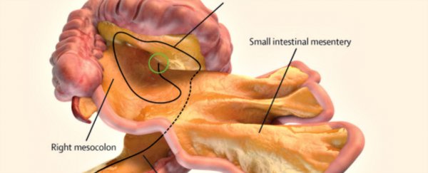 It's official: A brand-new human organ has been classified