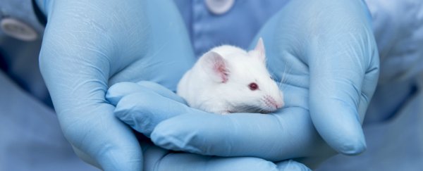 It's happening: Scientists can now reverse DNA ageing in mice