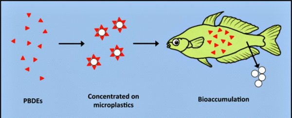 Microbeads could be turning the fish we eat toxic, study finds