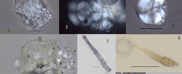 These microfossils reveal what our ancestors were eating 1.2 million years ago