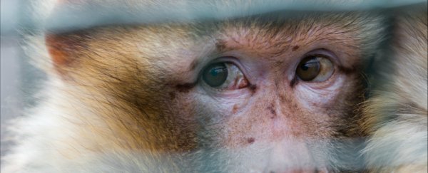 Controversial surgeon claims he's performed a monkey head transplant, but provides no proof