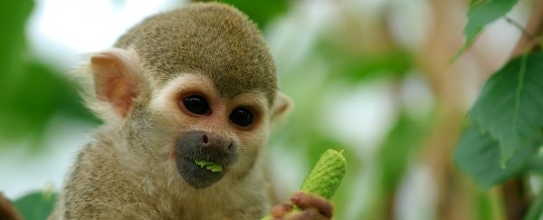 Here's why there are no monkeys native to North America