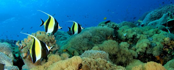 Climate change will move tropical fish closer to the poles