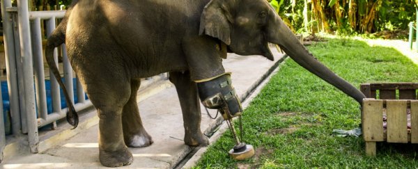 Meet Mosha, the first elephant to receive a prosthetic leg