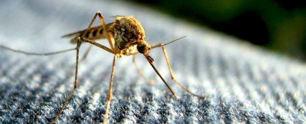Scientists have created a natural mosquito repellant that's as effective as DEET