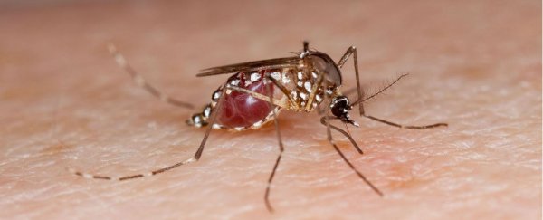 Scientists identify a gene to switch the sex of a mosquito