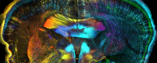 Freaky new evidence suggests your immune system could be controlling your behaviour