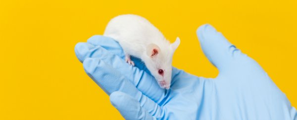 Researchers have reversed autism symptoms in mice