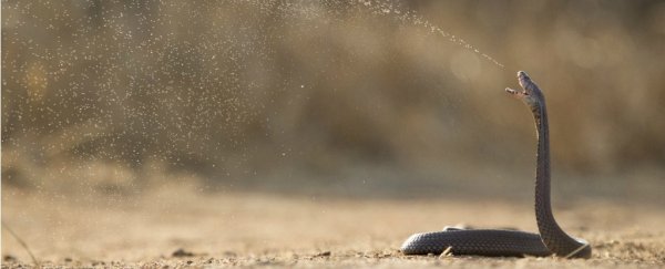 The last supplies of an important snake antivenom just expired - and that's a problem