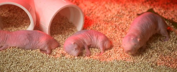We finally know why naked mole rats are impervious to pain