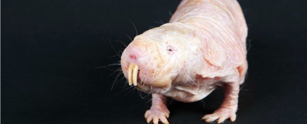 We finally know how naked mole rats survive without oxygen, and it's really freaking weird