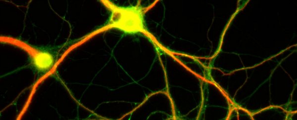 Alzheimer's might be caused by our brains fighting off infection