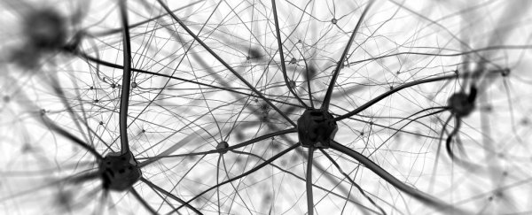 New study suggests our understanding of brain cells is flawed, and here's why