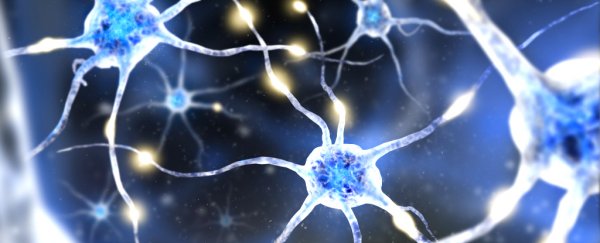 Scientists get their first glimpse at how new memories are born