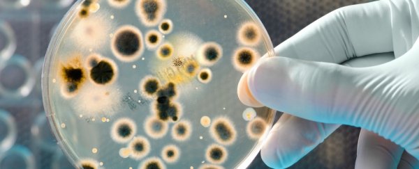 This genetically engineered bacteria can inhale CO2 and produce energy