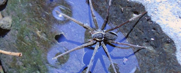 Scientists found a new spider in Australia that can swim and catch fish