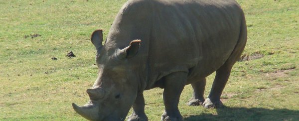 There are now just five northern white rhinos left in the world