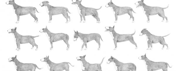 Meet the dogs with OCD