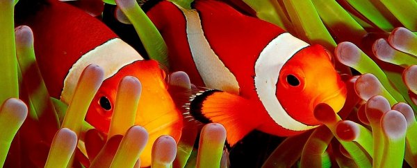 Clownfish have started sharing their homes because times are tough