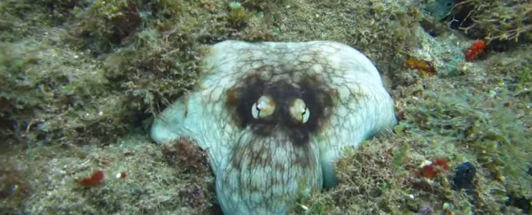WATCH: An octopus shows off its ridiculous camouflage powers