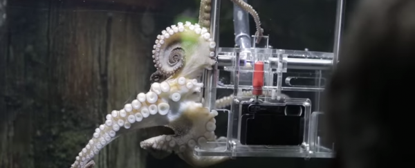 WATCH: An octopus in New Zealand is taking photos of its visitors