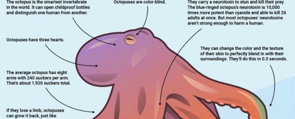 This infographic shows all the reasons the octopus is the coolest animal ever