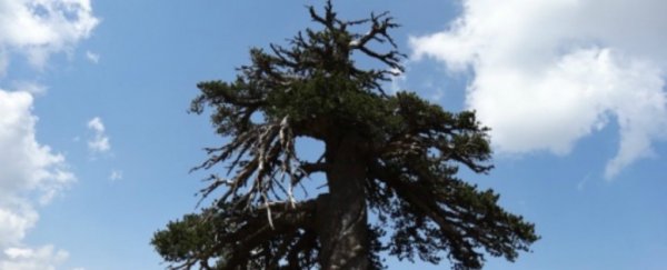 At 1,075 years old, this might be the oldest living tree in Europe