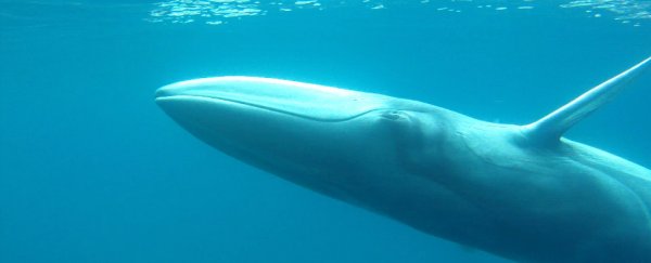 Watch: The first footage ever of one of the world's most elusive whale species