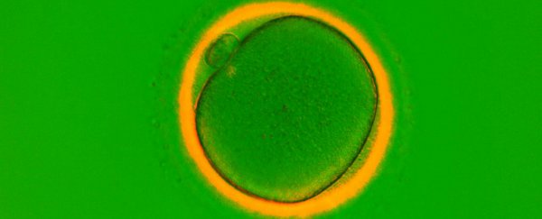 First evidence emerges that women's ovaries can grow new eggs