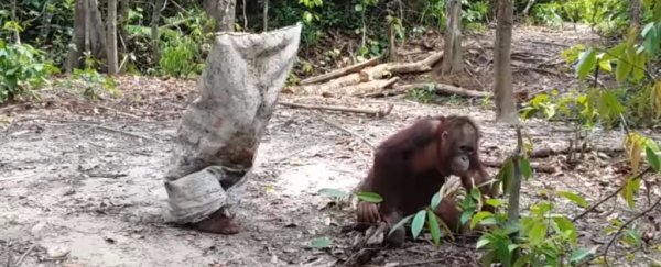 Watch: This Adorable Orangutan Wants Attention And It's Everything We Need Right Now